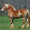 Light Brown Draft Horse Diamond Painting