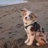 Mini Australian Shepherd In Beach Diamond Painting