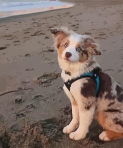 Mini Australian Shepherd In Beach Diamond Painting