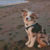 Mini Australian Shepherd In Beach Diamond Painting