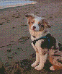 Mini Australian Shepherd In Beach Diamond Painting