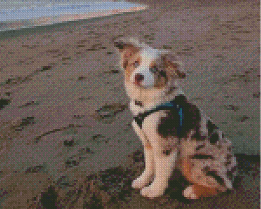 Mini Australian Shepherd In Beach Diamond Painting