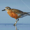 New Zealand Dotterel Diamond Painting