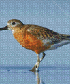 New Zealand Dotterel Diamond Painting