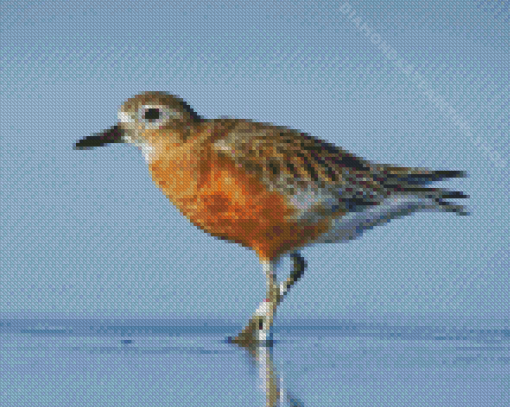 New Zealand Dotterel Diamond Painting