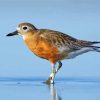 New Zealand Dotterel Diamond Painting