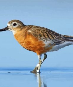 New Zealand Dotterel Diamond Painting