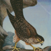 New Zealand Falcon Diamond Painting