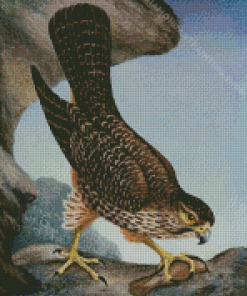 New Zealand Falcon Diamond Painting