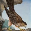 New Zealand Falcon Diamond Painting