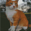 Orange And White Cat Diamond Painting