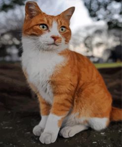 Orange And White Cat Diamond Painting