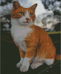 Orange And White Cat Diamond Painting