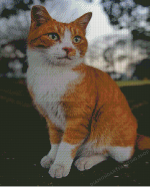 Orange And White Cat Diamond Painting