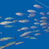 Pacific Sardines Fish Diamond Painting