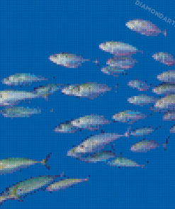 Pacific Sardines Fish Diamond Painting