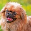 Pekingese Puppy Diamond Painting