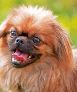 Pekingese Puppy Diamond Painting