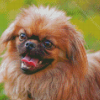 Pekingese Puppy Diamond Painting