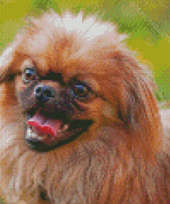 Pekingese Puppy Diamond Painting