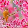 Pink Cherry Blossom And Bird Diamond Painting