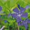 Purple Flower Periwinkle Diamond Painting