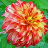 Red Orange Dahlia Diamond Painting