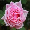 Rose La France Diamond Painting