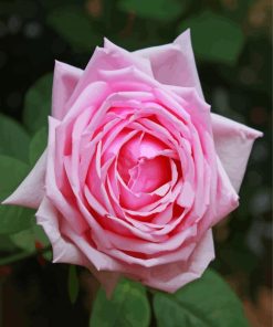 Rose La France Diamond Painting