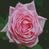 Rose La France Diamond Painting