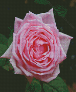 Rose La France Diamond Painting