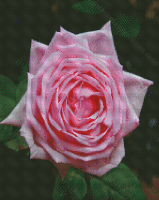 Rose La France Diamond Painting