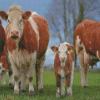 Simmental Cattles Diamond Painting