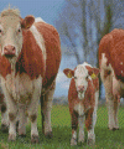 Simmental Cattles Diamond Painting