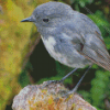 South Island Robin Diamond Painting