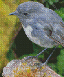 South Island Robin Diamond Painting