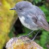 South Island Robin Diamond Painting