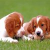 Two Brittany Puppies Dogs Diamond Painting