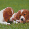 Two Brittany Puppies Dogs Diamond Painting