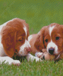 Two Brittany Puppies Dogs Diamond Painting