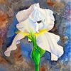 White Bearded Iris Diamond Painting