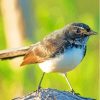 Willy Wagtail Diamond Painting