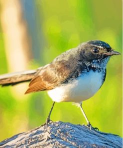 Willy Wagtail Diamond Painting