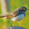 Willy Wagtail Diamond Painting