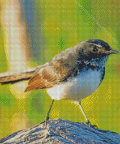 Willy Wagtail Diamond Painting