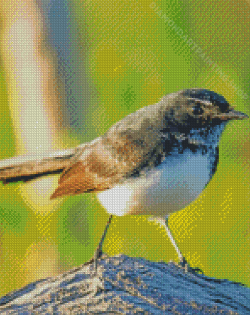 Willy Wagtail Diamond Painting