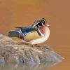 Wood Duck Bird Diamond Painting