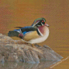 Wood Duck Bird Diamond Painting