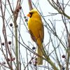 Yellow Cardinal On Dead Tree Diamond Painting