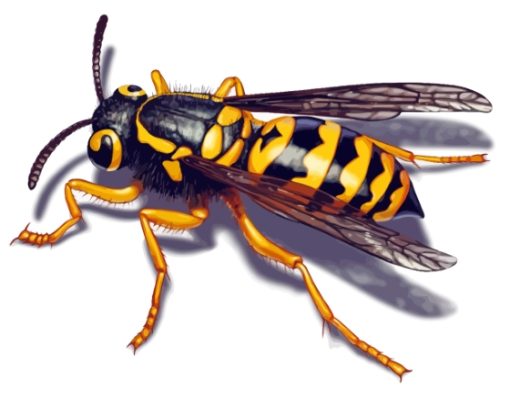 Yellow Jacket Diamond Painting